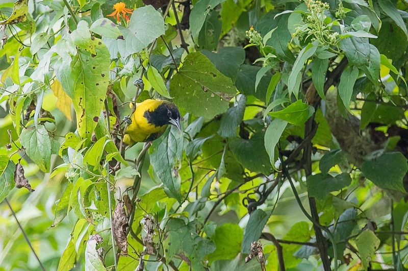 Audubon's Oriole