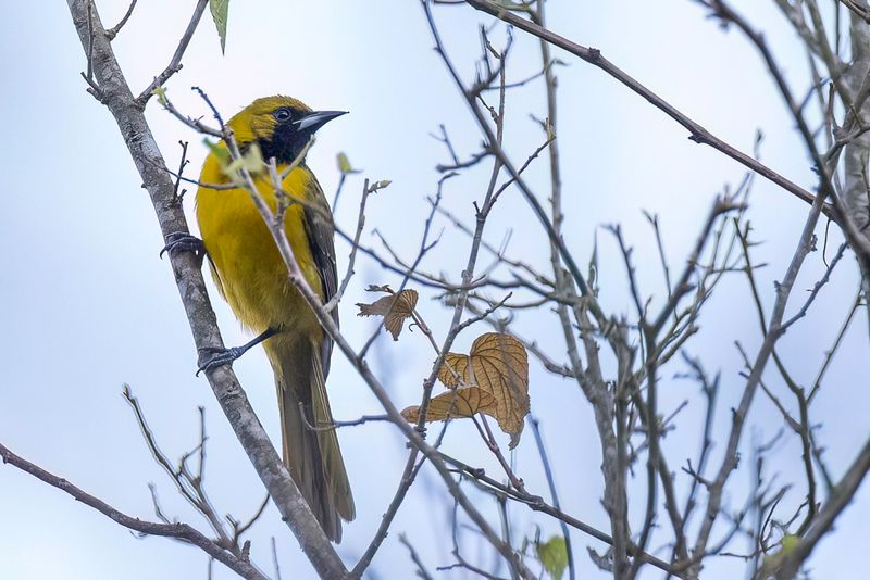 Bar-winged Oriole (j)