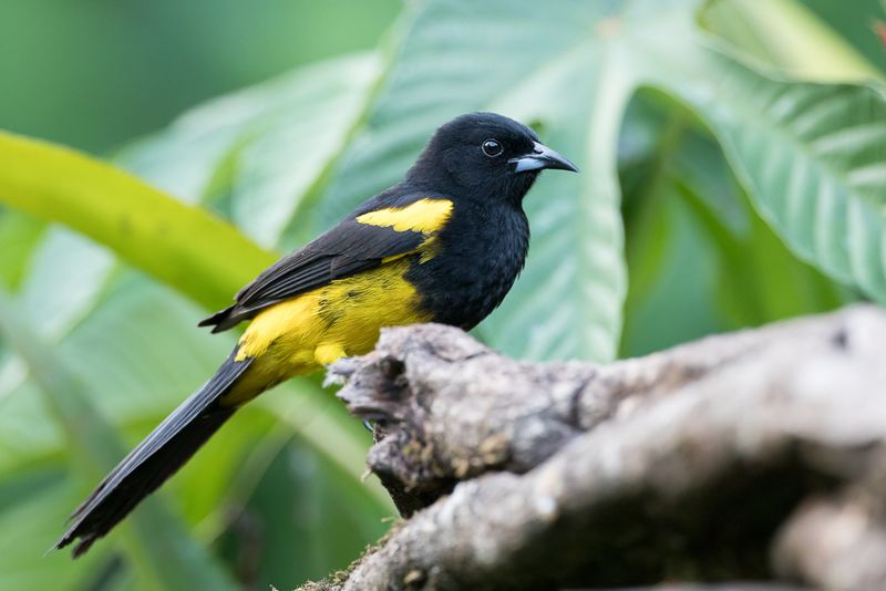 Black-cowled Oriole