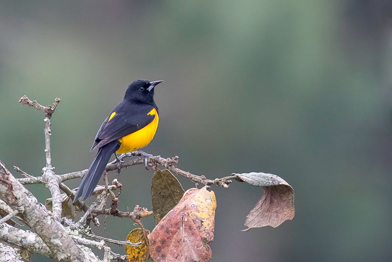 Black-vented Oriole