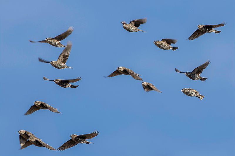 Brown-headed Cowbird (f)