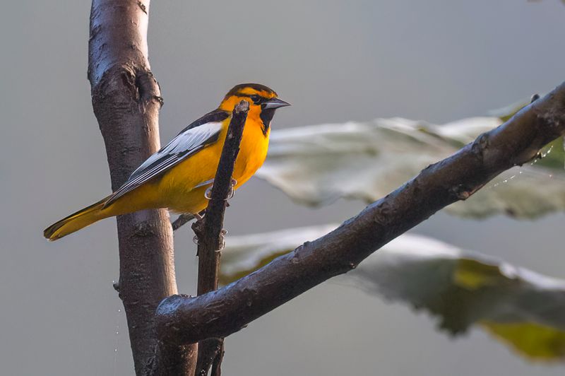 Bullock's Oriole