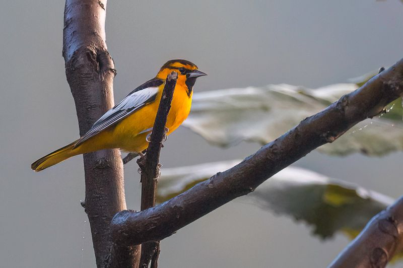 Bullock's Oriole