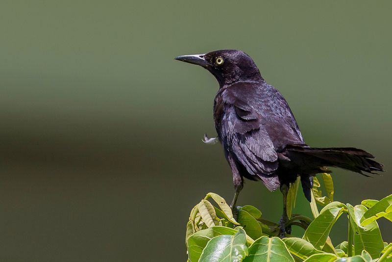 Carib Grackle