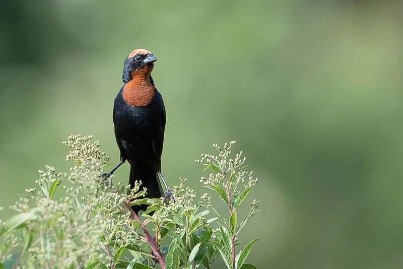 Chestnut-capped Blackbird (m)