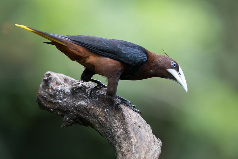 Chestnut-headed Oropendola
