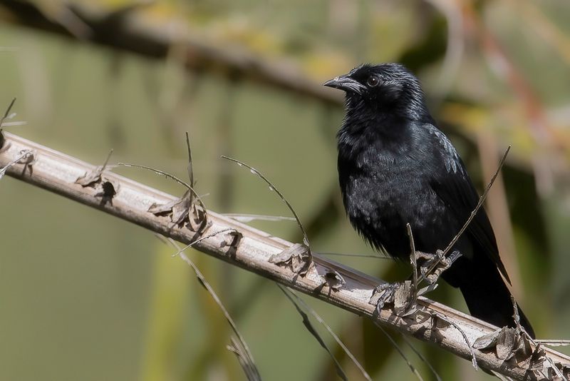 Chopi Blackbird