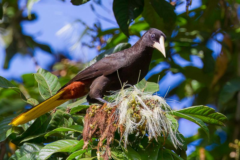 Crested Oropendola