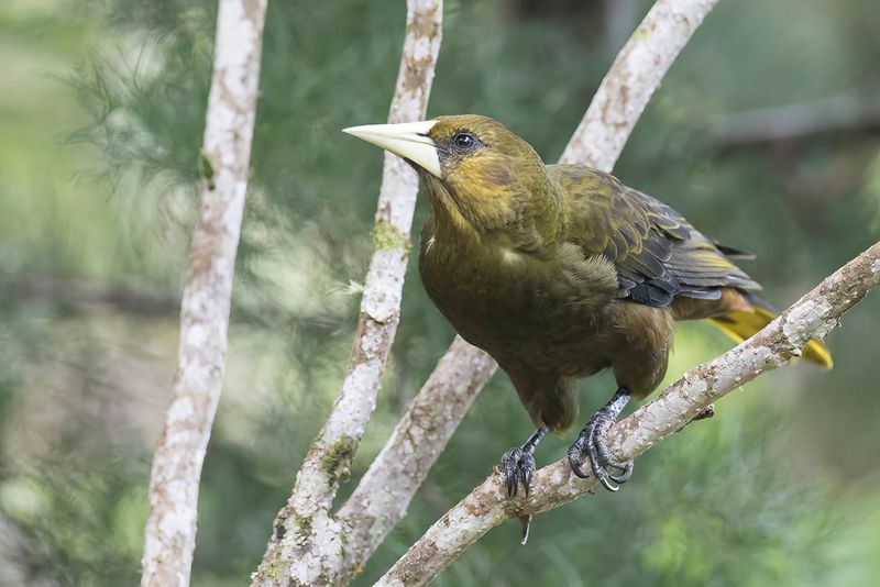 Dusky-green Oropendola