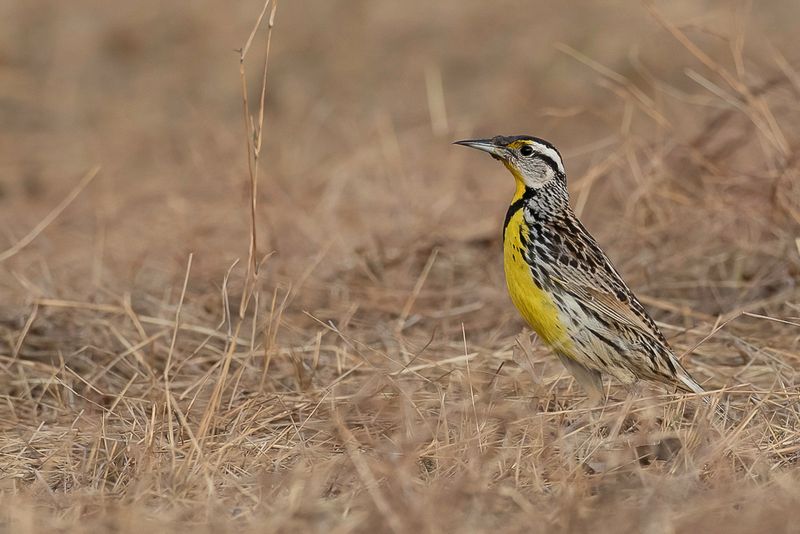Eastern Meadowlark