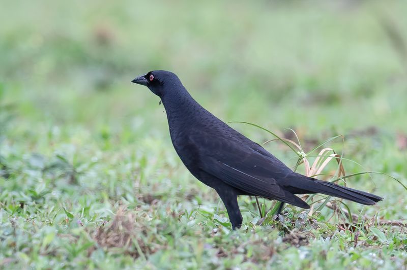 Giant Cowbird
