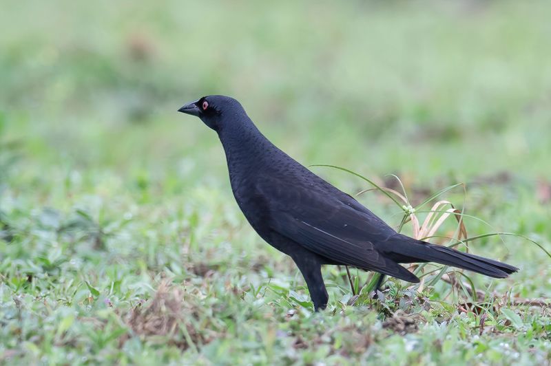 Giant Cowbird