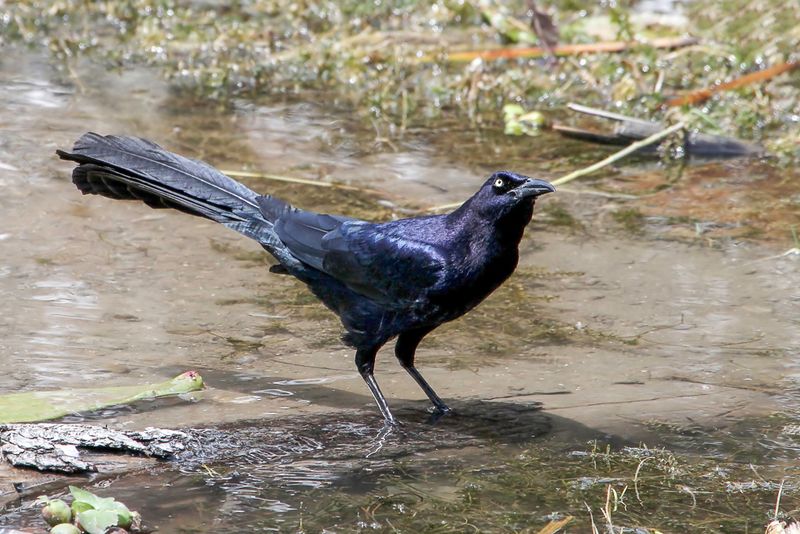 Great-tailed Grackle (m)