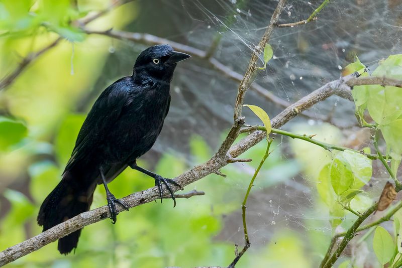 Greater Antillean Grackle