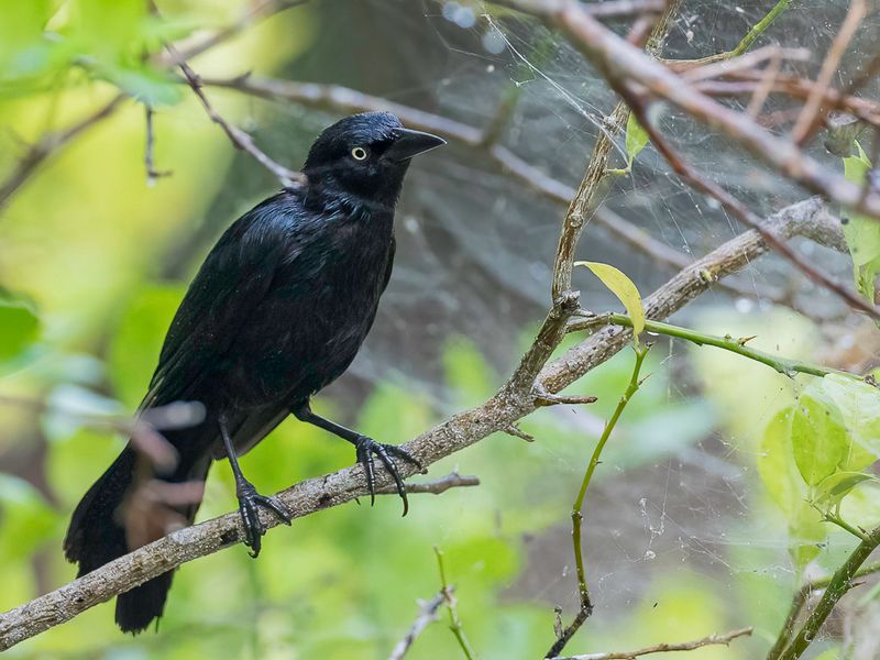 Greater Antillean Grackle
