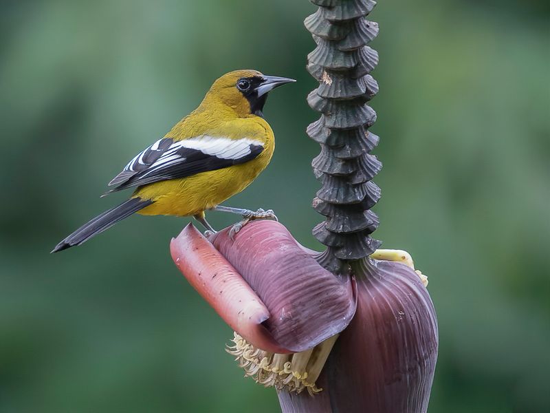 Jamaican Oriole