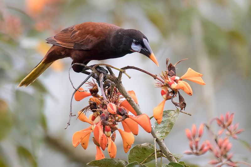 Montezuma Oropendola