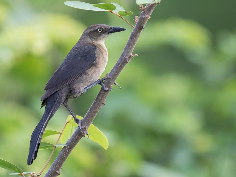 Nicaraguan Grackle (f)