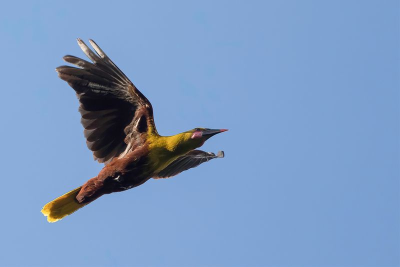 Olive Oropendola