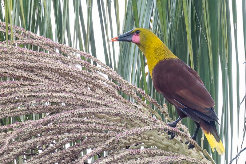 Olive Oropendola