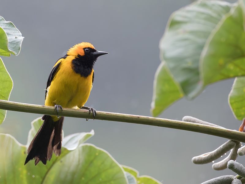 Orange-crowned Oriole