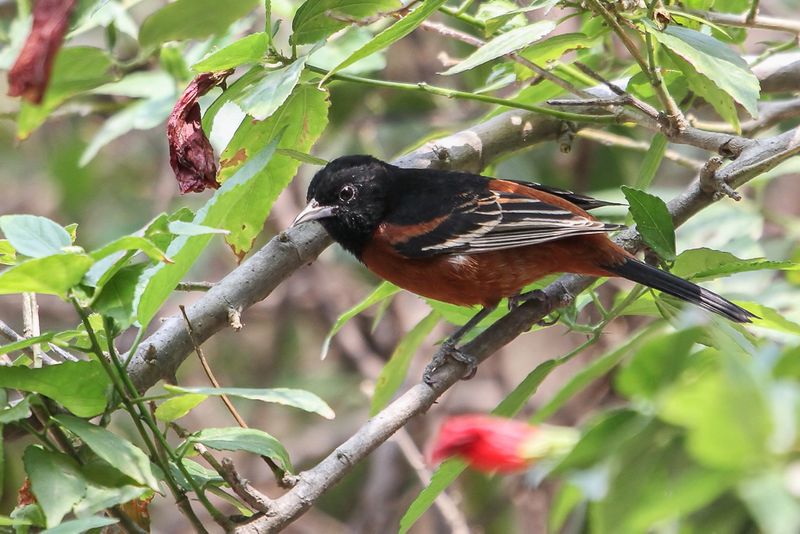 Orchard Oriole (m)