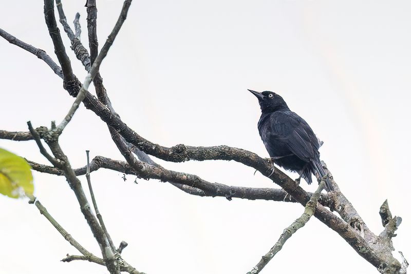 Pale-eyed Blackbird