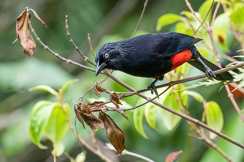 Red-bellied Grackle