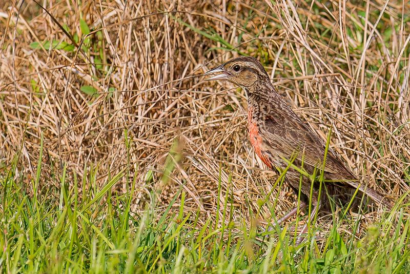 Red-breasted Meadowlark (f)