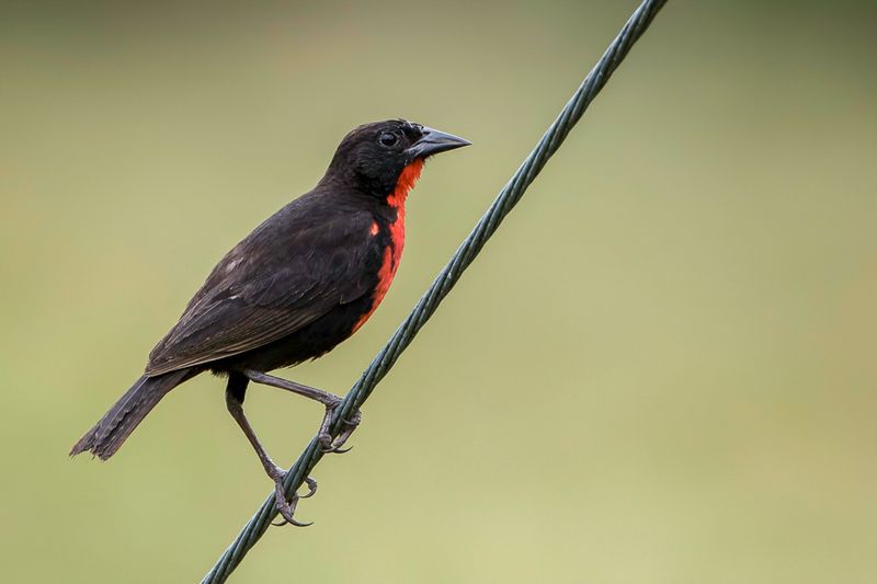 Red-breasted Meadowlark (m)
