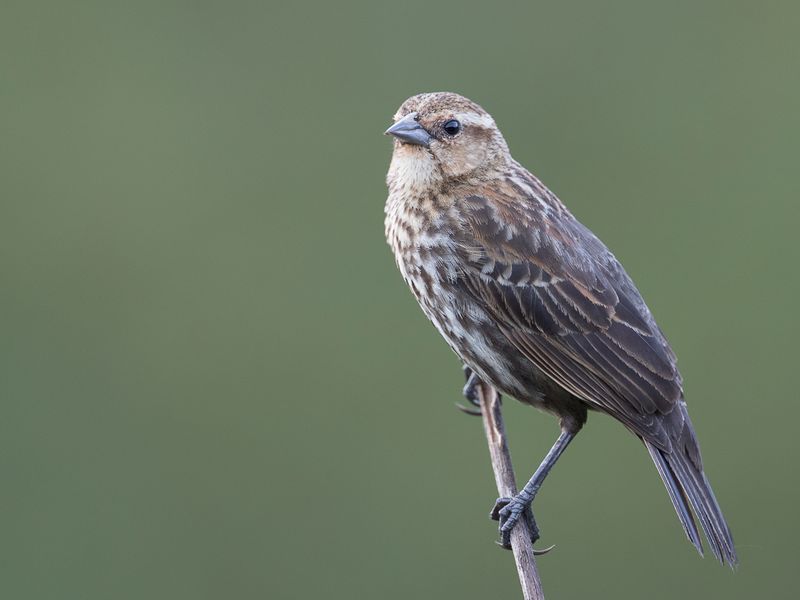 Red-winged Blackbird (f)