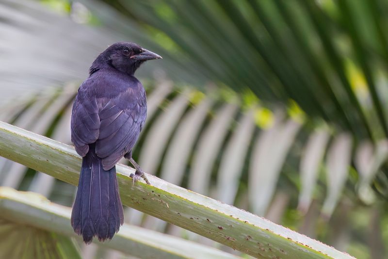 Scrub Blackbird