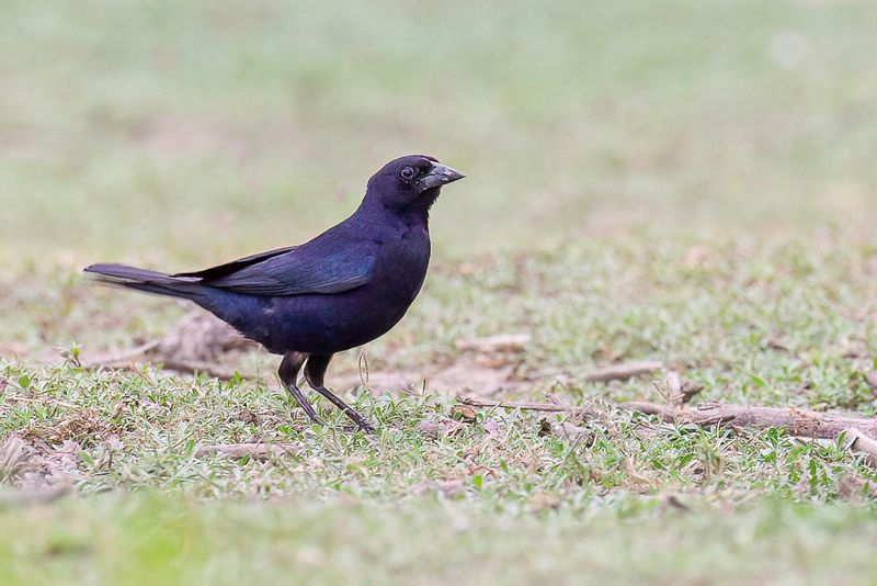 Shiny Cowbird (m)
