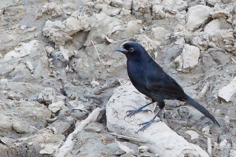 Velvet-fronted Grackle