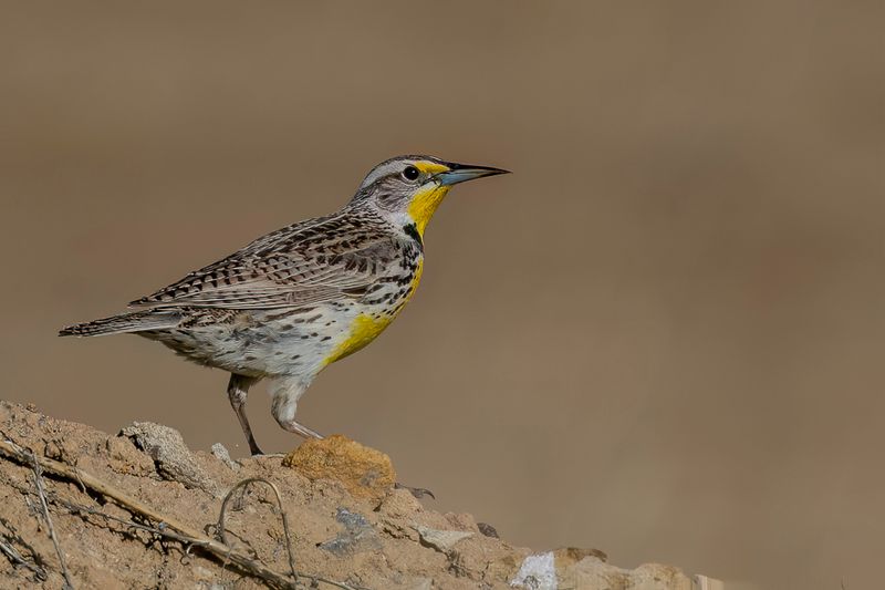 Western Meadowlark