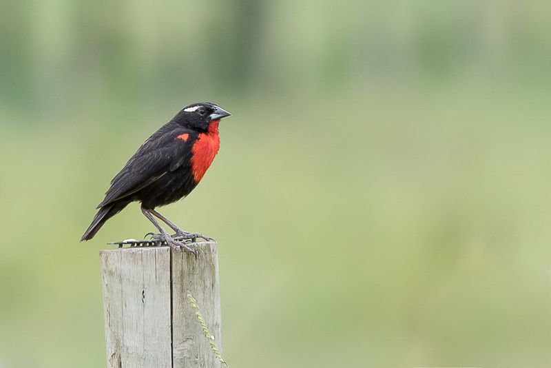 White-browed Meadowlark