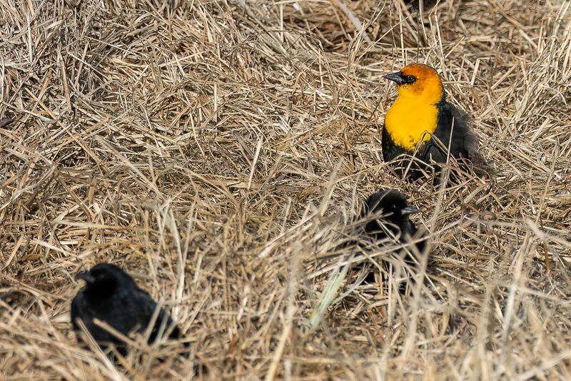 Yellow-headed Blackbird