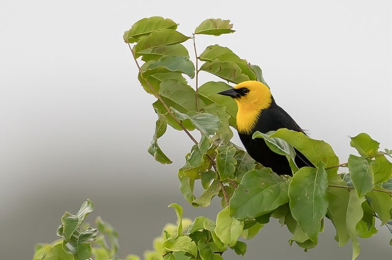 Yellow-hooded Blackbird