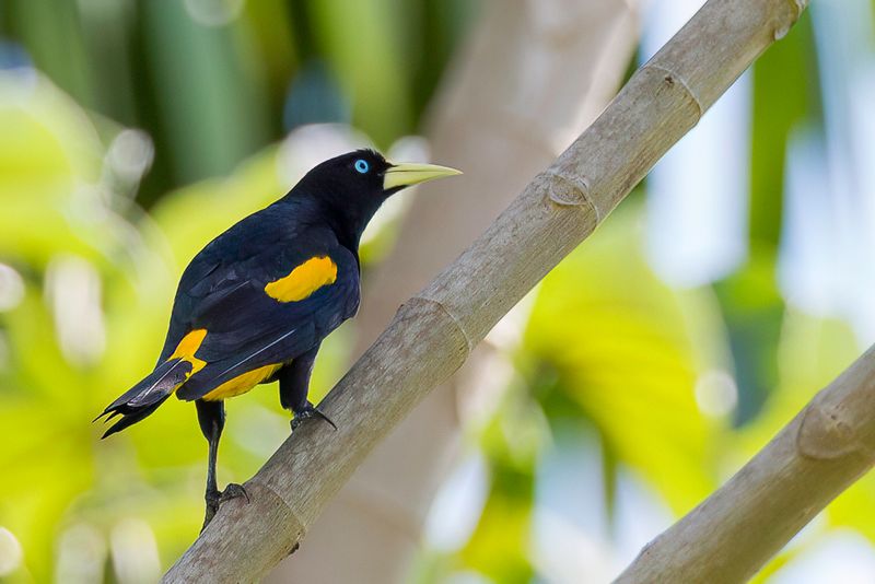Yellow-rumped Cacique