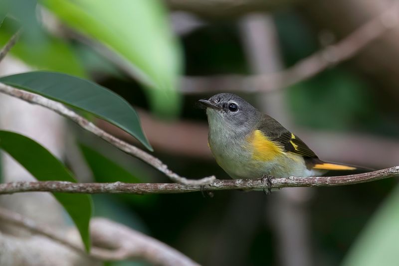 American Redstart (f)