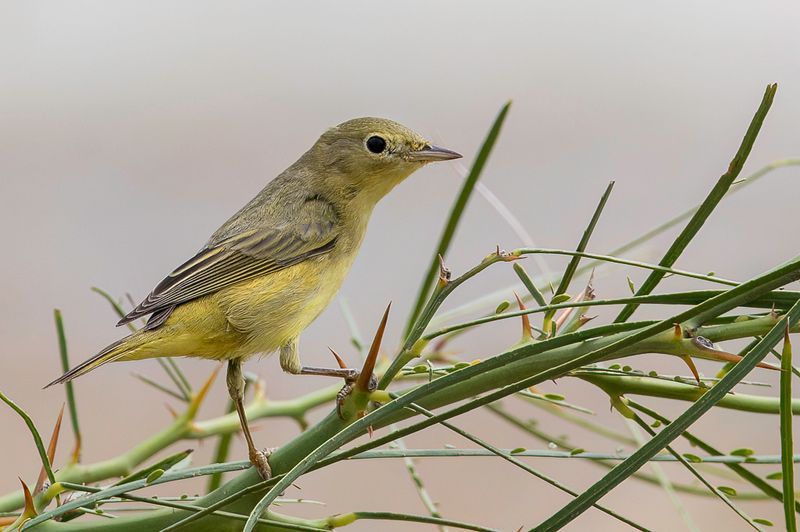 American Yellow Warbler