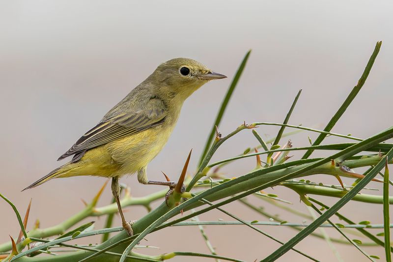 American Yellow Warbler