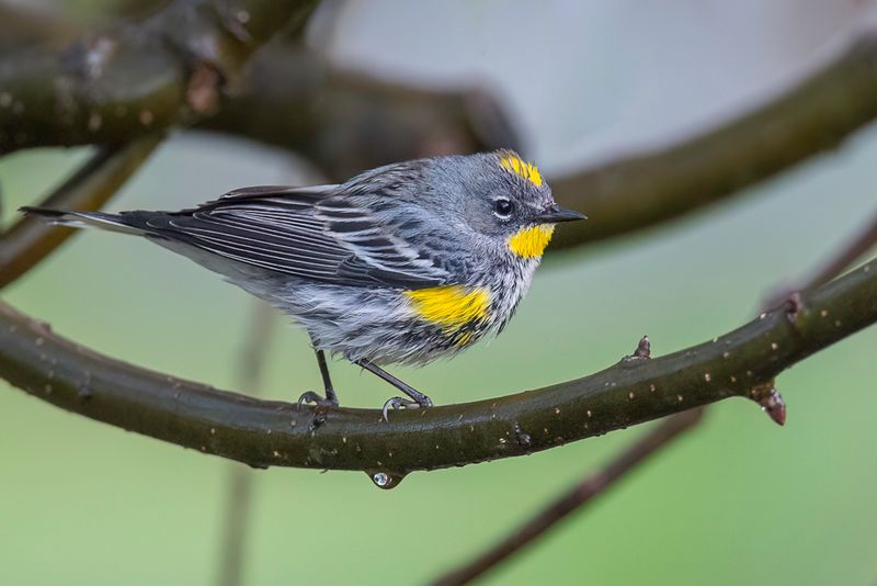 Yellow-rumped Warbler