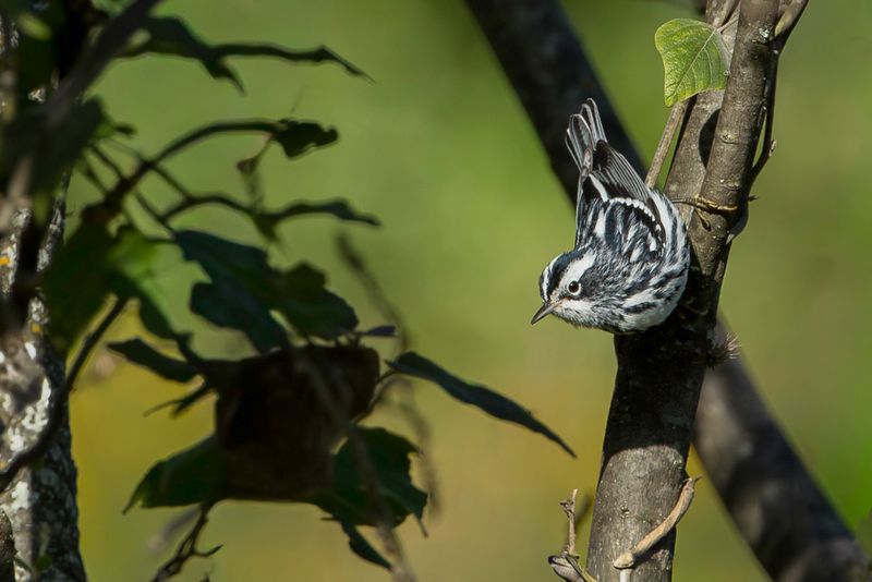 Black-and-white Warbler