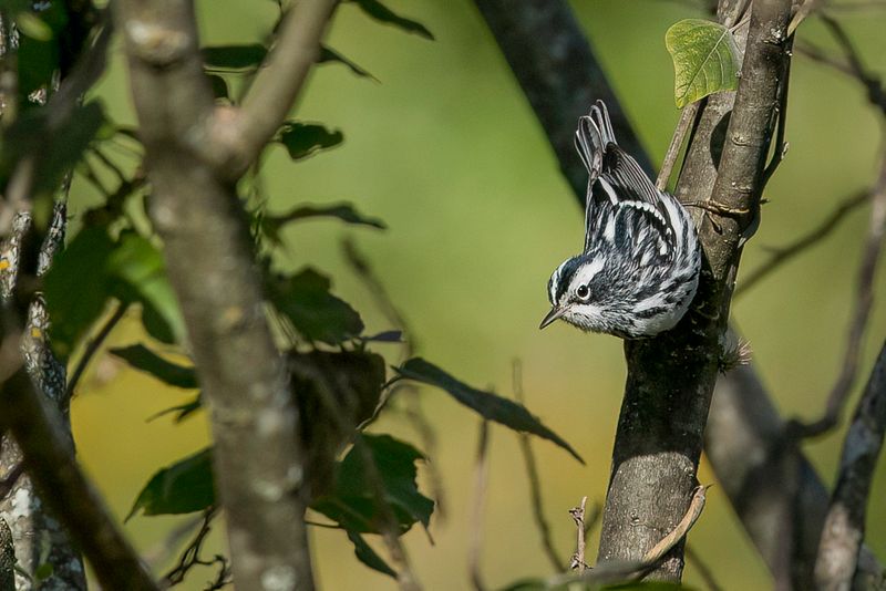 Black-and-white Warbler
