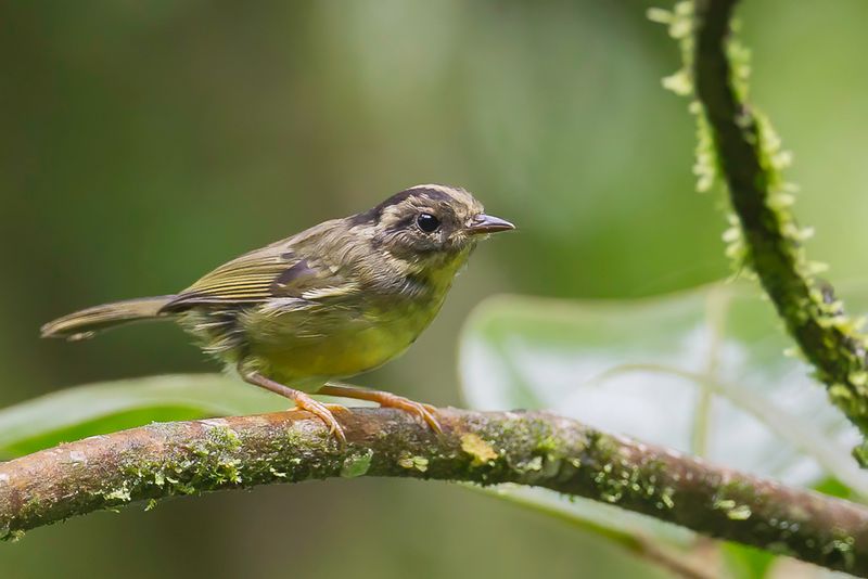 Black-eared  Warbler