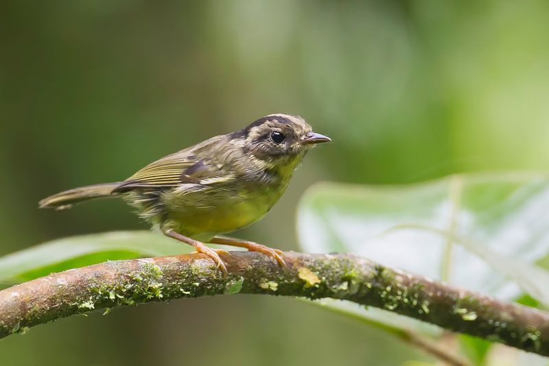 Black-eared  Warbler