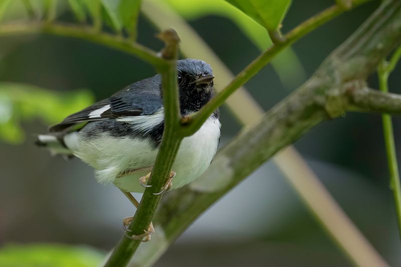 Black-throated Blue Warbler