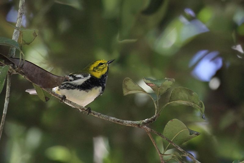 Black-throated Green Warbler