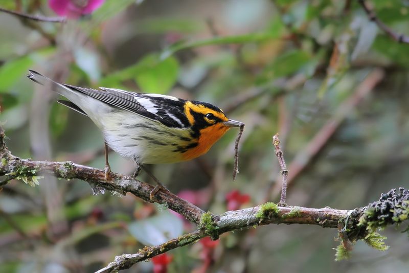 Blackburnian Warbler